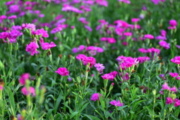 Colorful flowers in nature.flowers in the garden.Flower Blooming in the Suan Luang Rama IX Park. 
