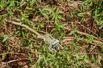 Very colorful green iguana lizard, Iguana Iguana, with a long tail sunbathing in bushes along the Transpantaneira in the wetlands of the Pantanal swamp, Brazil, South America