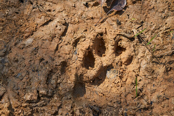 footprint of a Jaguar, Panthera onca, in the soft mud of the wetlands in the Pantanal swamp along the Transpantaneira towards Porto Jofre at Cuiaba River, Brazil, South America