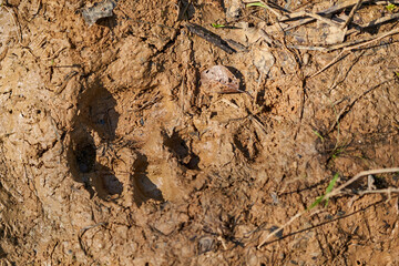 footprint of a Jaguar, Panthera onca, in the soft mud of the wetlands in the Pantanal swamp along the Transpantaneira towards Porto Jofre at Cuiaba River, Brazil, South America