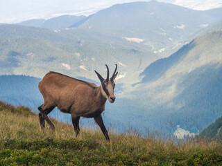 Close up Tatra chamois, rupicapra rupicapra tatrica standing on a summer mountain meadow in Low Tatras National park in Slovakia. Wild mamal in natural habitat, nature photography.