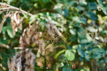 Trichonephila clavipes, or Nephila clavipes, commonly golden silk orb weaver, golden silk spider, or banana spider, sitting in the midle of a spider web made of golden silk, Pantanal, Branzil