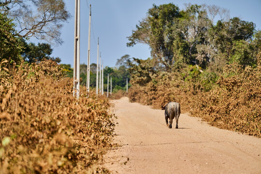 Artenschutzprogramm Bilder Durchsuchen 1,434 Archivfotos