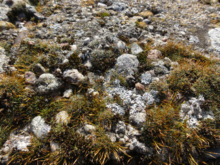 The mosses and lichens on the wall.