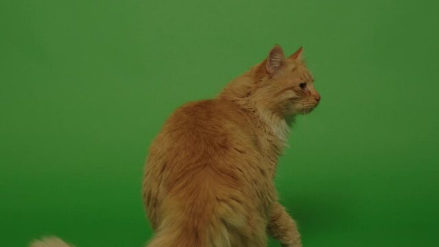  Studio shoot of an orange long hair cat on the green screen and view of sitting and looking around 