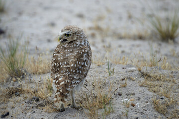 Burrowing owl
