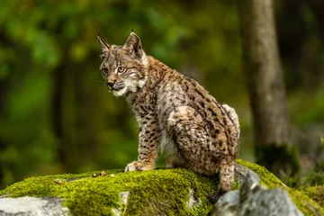 Tuinposter Lynx in green forest with tree trunk. Wildlife scene from nature. Playing Eurasian lynx, animal behaviour in habitat. Wild cat from Germany. Wild Bobcat between the trees © vaclav