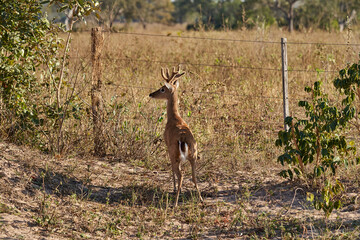 Naklejka na ściany i meble The marsh deer, Blastocerus dichotomus, also swamp deer, largest deer species from South America can mostly be found in the swampy region of the pantanal, Brazil, South America