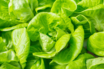 Closeup fresh green lettuce plant background, hydroponics farming