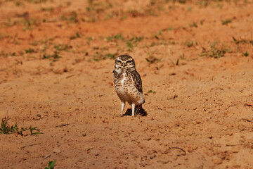 burrowing owl, Athene cunicularia, sitting at their den in the Pantanal, The small, long legged owl can be found in grasslands, rangelands, agricultural areas, deserts in North and South America