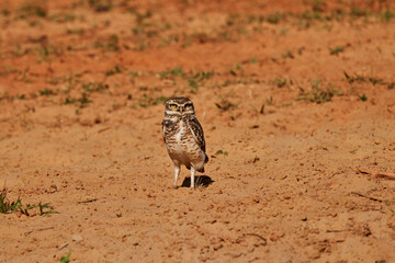 burrowing owl, Athene cunicularia, sitting at their den in the Pantanal, The small, long legged owl can be found in grasslands, rangelands, agricultural areas, deserts in North and South America