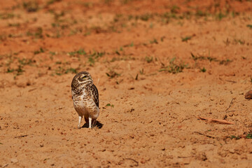 burrowing owl, Athene cunicularia, sitting at their den in the Pantanal, The small, long legged owl can be found in grasslands, rangelands, agricultural areas, deserts in North and South America