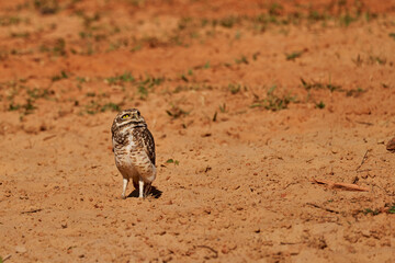 burrowing owl, Athene cunicularia, sitting at their den in the Pantanal, The small, long legged owl can be found in grasslands, rangelands, agricultural areas, deserts in North and South America