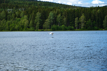 Fototapeta na wymiar swan flying over a lake in Norway