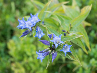 close up blue blooming gentian, Gentiana alpina with green leaves on alpine meadow, selective focus