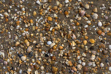 shell pattern on Andalusian beach