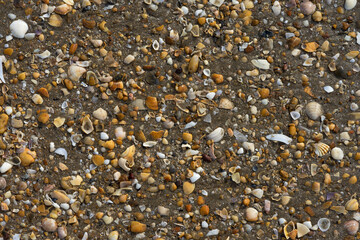 shell pattern on Andalusian beach