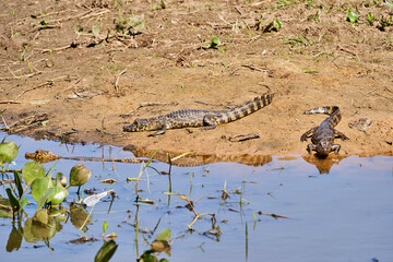 caiman lying in the swamp of the Pantanal wetlands along the Transpantaneira close to Porto Jofre at  Cuiaba River. Caiman is a genus of caimans within the alligatorid subfamily looks like crocodile