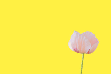 Fototapeta premium Delicate isolated single pink poppy flower on yellow background. Greeting card template.