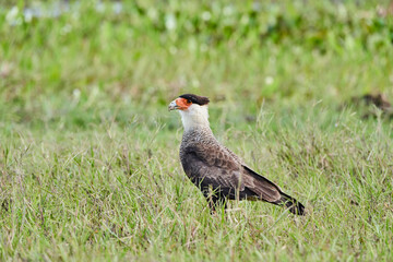 The southern crested caracara, Caracara plancus, also southern caracara or carancho is a bird of prey in the family Falconidae. Pantanal, Cuiaba River, Brazil, South America