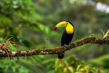 Naklejka premium Wildlife from Costa Rica, tropical bird. Toucan sitting on the branch in the forest, green vegetation. Nature travel holiday in central America. Keel-billed Toucan, Ramphastos sulfuratus.