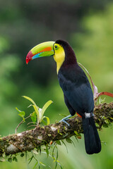 Wildlife from Costa Rica, tropical bird. Toucan sitting on the branch in the forest, green vegetation. Nature travel holiday in central America. Keel-billed Toucan, Ramphastos sulfuratus.