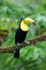 Faune du Costa Rica, oiseau tropical. Toucan assis sur la branche dans la forêt, végétation verte. Vacances nature en Amérique centrale. Toucan à carène, Ramphastos sulfuratus.