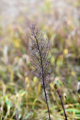 Dried wild field plant in the autumn field. Selective focus.