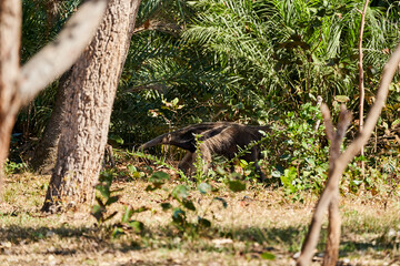 giant anteater walking over a meadow of a farm in the southern Pantanal. Myrmecophaga tridactyla, also ant bear, is an insectivorous mammal native to Central and South America.