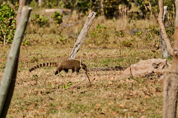 Coati, Nasus Nasus, foraging on the ground in the southern Pantanal, a swampy area of Brazil. A Coati looks like a little bear or almost like a racoon