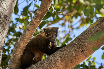 Coati, Nasus Nasus, climbing through the a tree in the southern Pantanal of Brazil, a Coati looks like a little bear or almost like a racoon