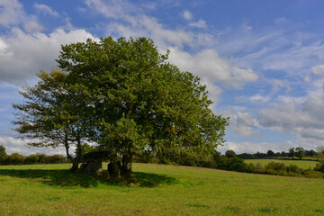 Arbre au Dolmen dans la campagne de la Creuse en Nouvelle-Aquitaine, France