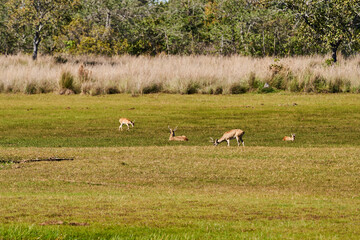 The marsh deer, Blastocerus dichotomus, also swamp deer, largest deer species from South America can mostly be found in the swampy region of the pantanal, Brazil, South America