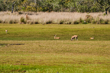 The marsh deer, Blastocerus dichotomus, also swamp deer, largest deer species from South America can mostly be found in the swampy region of the pantanal, Brazil, South America