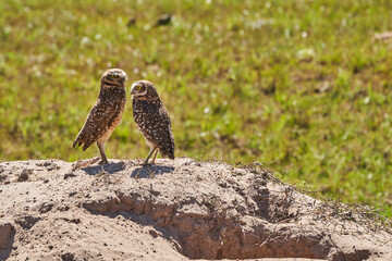 burrowing owl, Athene cunicularia, sitting at their den in the Pantanal, The small, long legged owl can be found in grasslands, rangelands, agricultural areas, deserts in North and South America