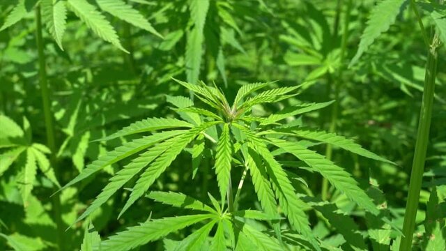 Marijuana plants at outdoor - cannabis farm field