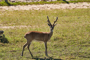 The marsh deer, Blastocerus dichotomus, also swamp deer, largest deer species from South America can mostly be found in the swampy region of the pantanal, Brazil, South America