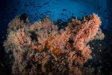 Fototapeta na wymiar Colorful corals on shallow coral reef in tropical weaters