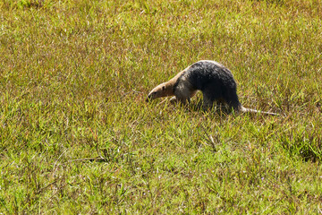 southern tamandua, Tamandua tetradactyla, also collared anteater or lesser anteater, is a species of anteater from South America, foraging on a meadow in the southern Pantanal, Brazil