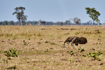 Fototapeta premium giant anteater walking over a meadow of a farm in the southern Pantanal. Myrmecophaga tridactyla, also ant bear, is an insectivorous mammal native to Central and South America.