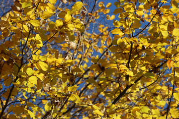 
European or common hornbeam with yellow leaves. Carpinus betulus in autumn against blue sky