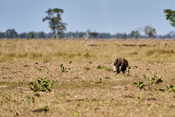 Fototapeta na wymiar giant anteater walking over a meadow of a farm in the southern Pantanal. Myrmecophaga tridactyla, also ant bear, is an insectivorous mammal native to Central and South America.