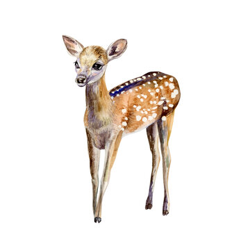 Watercolor hand painted illustration of baby deer. Isolated element on white background. Prefect for card making, scrapbooking or other design projects.