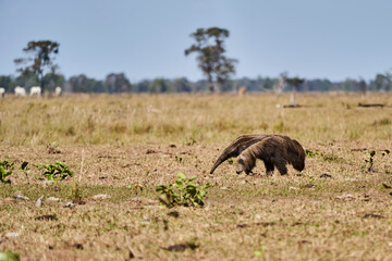 giant anteater walking over a meadow of a farm in the southern Pantanal. Myrmecophaga tridactyla, also ant bear, is an insectivorous mammal native to Central and South America.