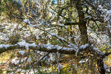 Close-up of a tree covered with snow