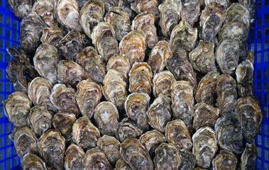 Fresh oysters in the shell in bulk in Brittany, France