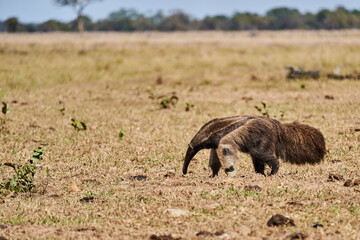 giant anteater walking over a meadow of a farm in the southern Pantanal. Myrmecophaga tridactyla, also ant bear, is an insectivorous mammal native to Central and South America.