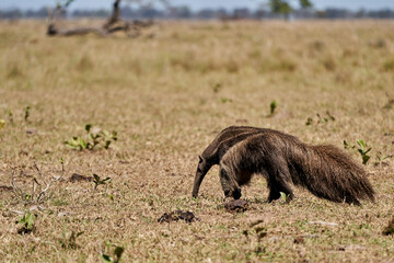 giant anteater walking over a meadow of a farm in the southern Pantanal. Myrmecophaga tridactyla, also ant bear, is an insectivorous mammal native to Central and South America.