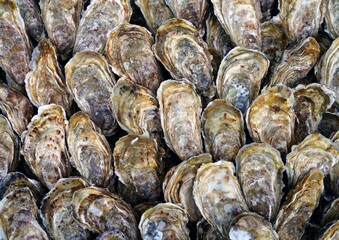 Fototapeta na wymiar Fresh oysters in the shell in bulk in Brittany, France