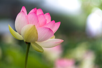 蓮の花　夏のイメージ